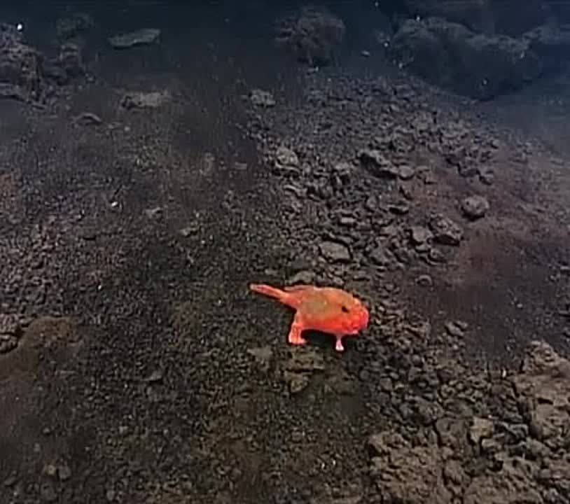 ����, ������� ������������� �� ��� ������ �� �����