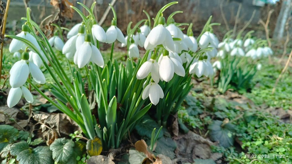 ���������� - ������ �����, �������, �������