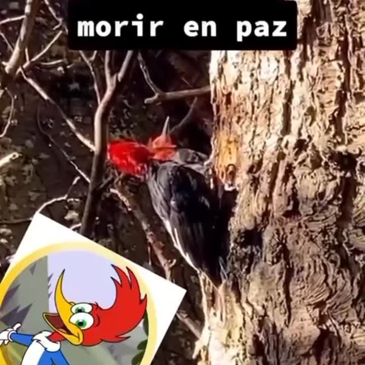 �����������, ���� ����� ���� ��� �������� �� �����������������