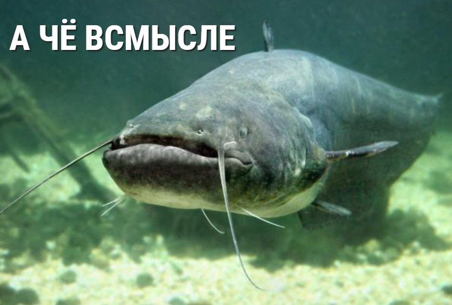 � ������������� ��������� ����������� ���� ������������