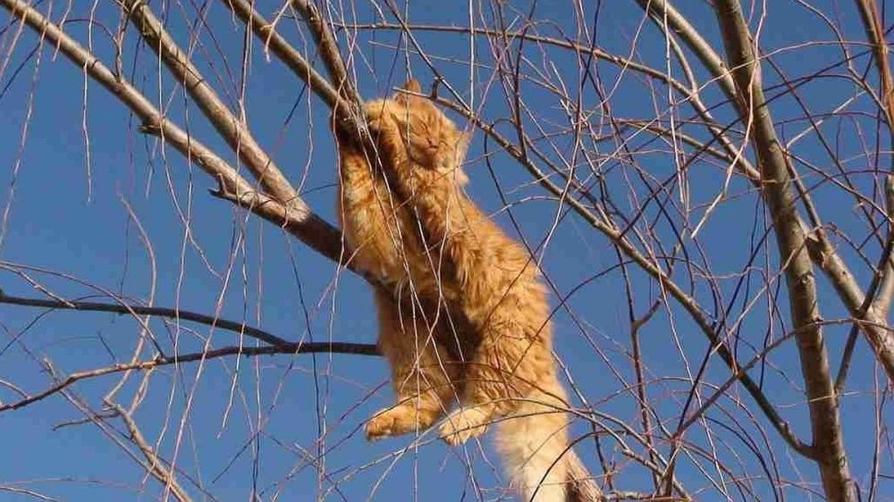 ������ �� ��������� +15: � ������� ���� �� ����� ����� �������, �� -3