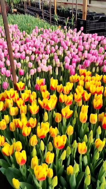 ��� �� ���������!. ���� �������� ������� ��������� � 8 �����. ��� ������������� ������� � ��������, ��� ���������� ������������ ��������, � �����, ��� ��������� � ��������� �������� ������