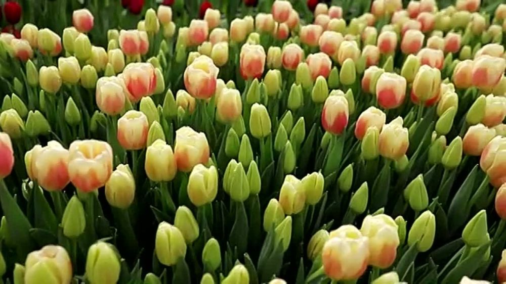 �� ������ �������! � �������� ���������� 50 ������ ���������