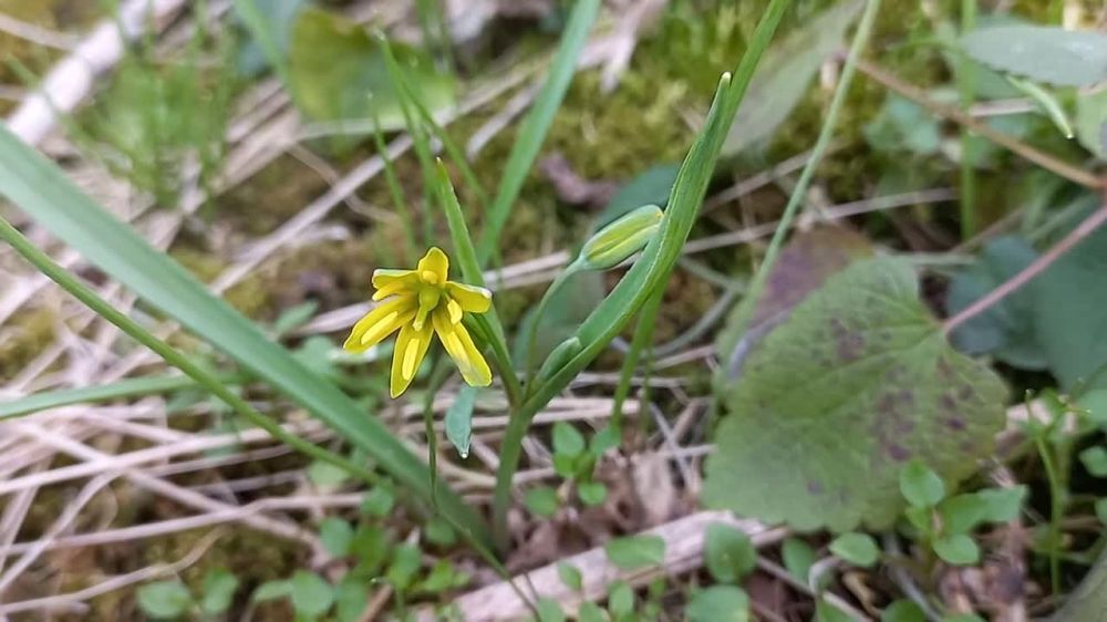 ���� ������ ������� �� �������