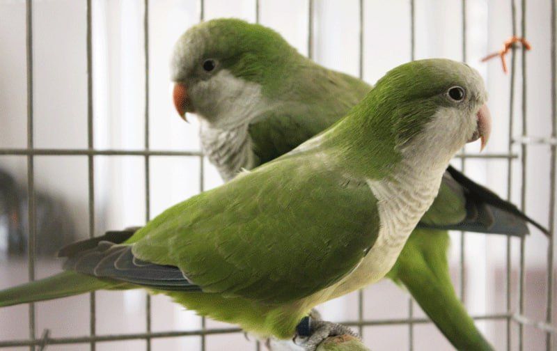 � �������� ��������� �����