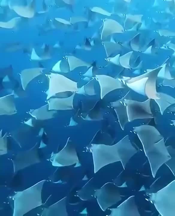 �������� ������. ������������