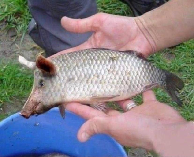 ������ ��� ����������� ���� �������������� ������������ ���������� ��������� � ������� �������� �������