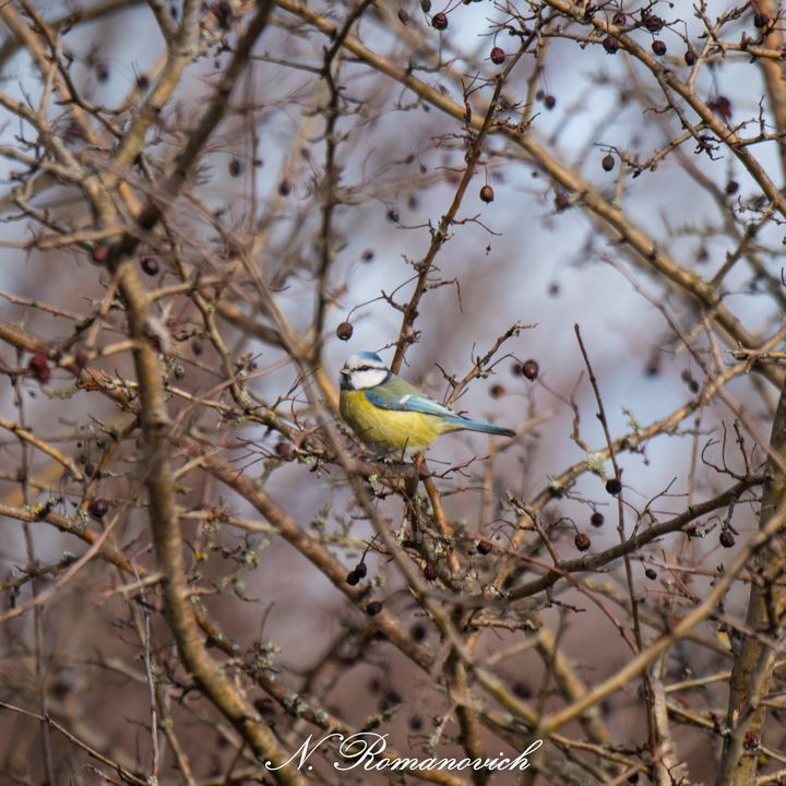 ���� � ����������� ������� ��� ��������� ��� ���������