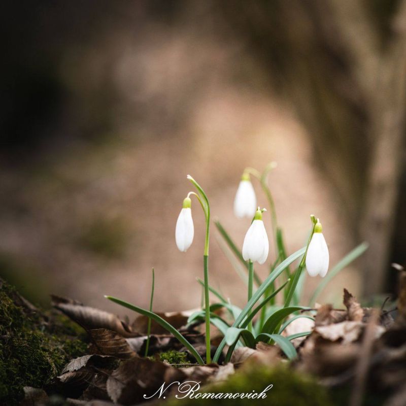 � ������������� ������ �����