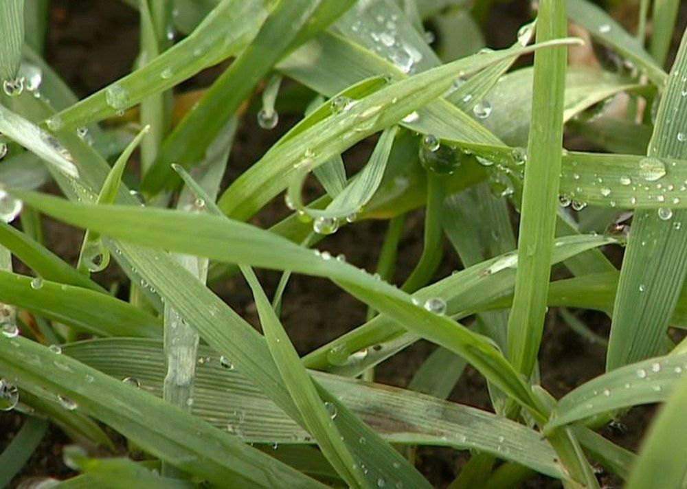 �������-������� �������� � ���������� �������� ����������