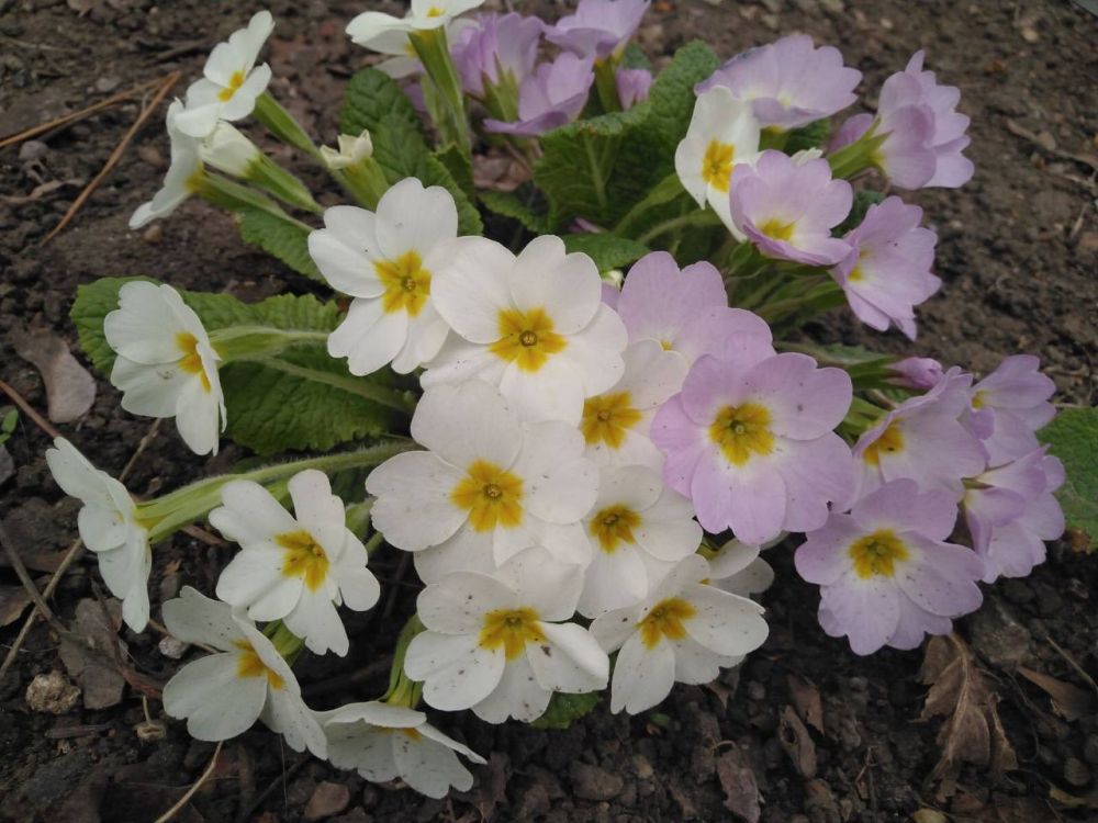 ����� ��� �� ����������