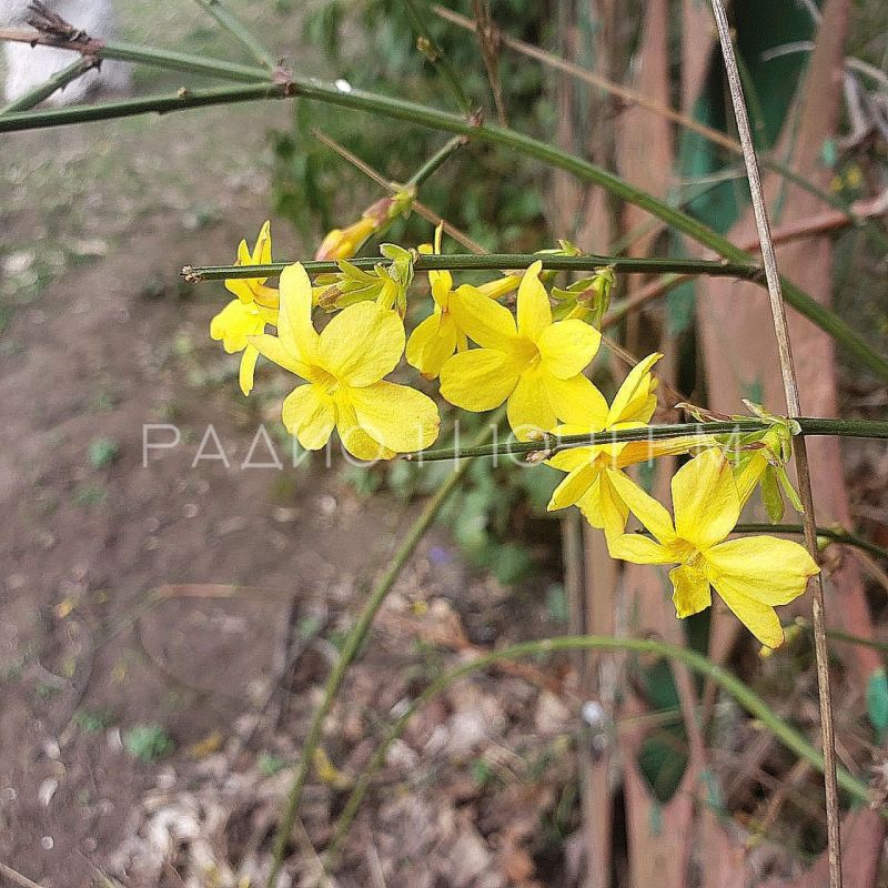 ����� ������ ��������� ����������