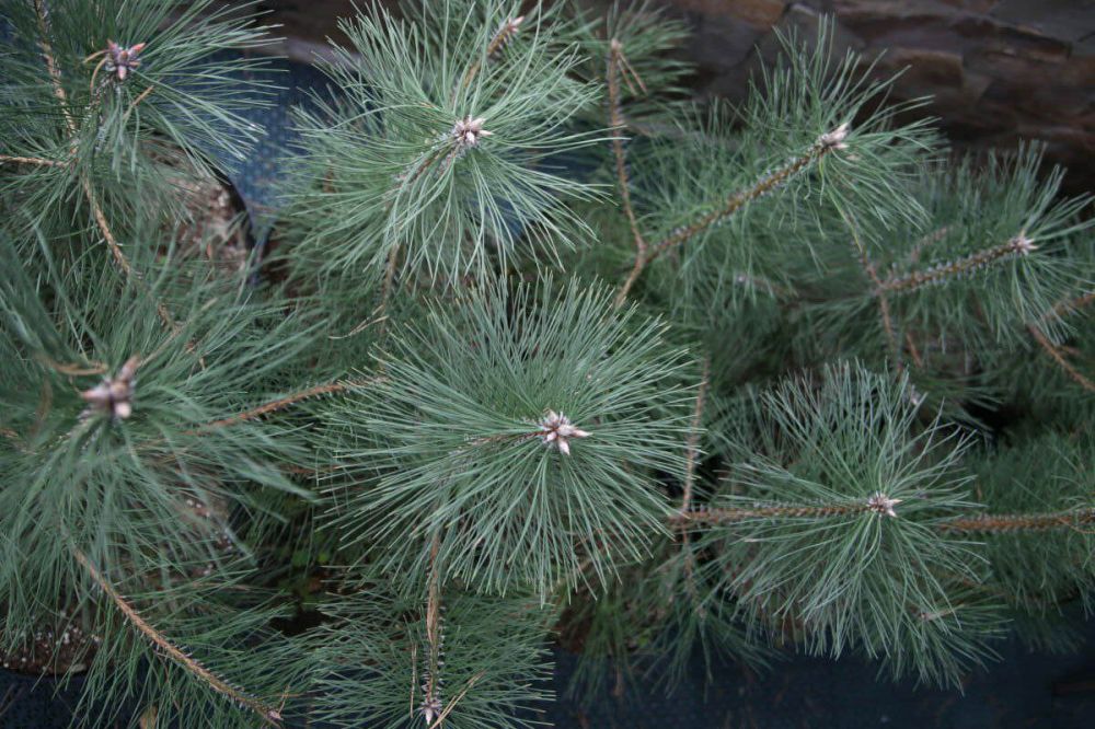 ���������� ����� ������