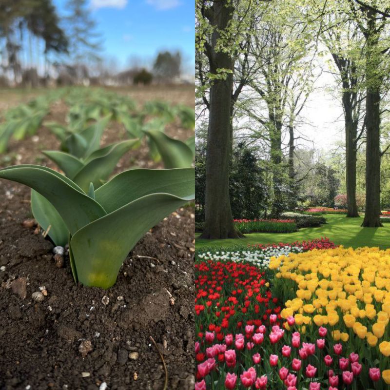 � ����������� ������ ��������