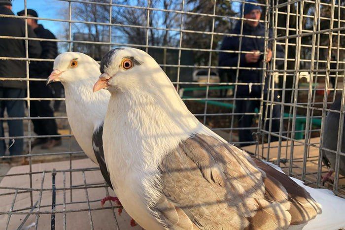 � ���� ������� � ������ ���� ����������������� ���������, �������� ���������� � ��������� ������� ������ �������� ��������-������� ���� � �������� ��������