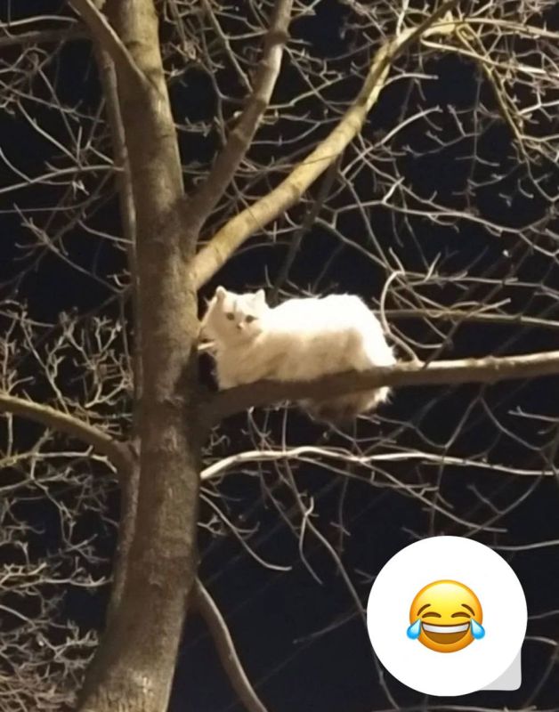 ������ � ��������� ���: �������� � �����