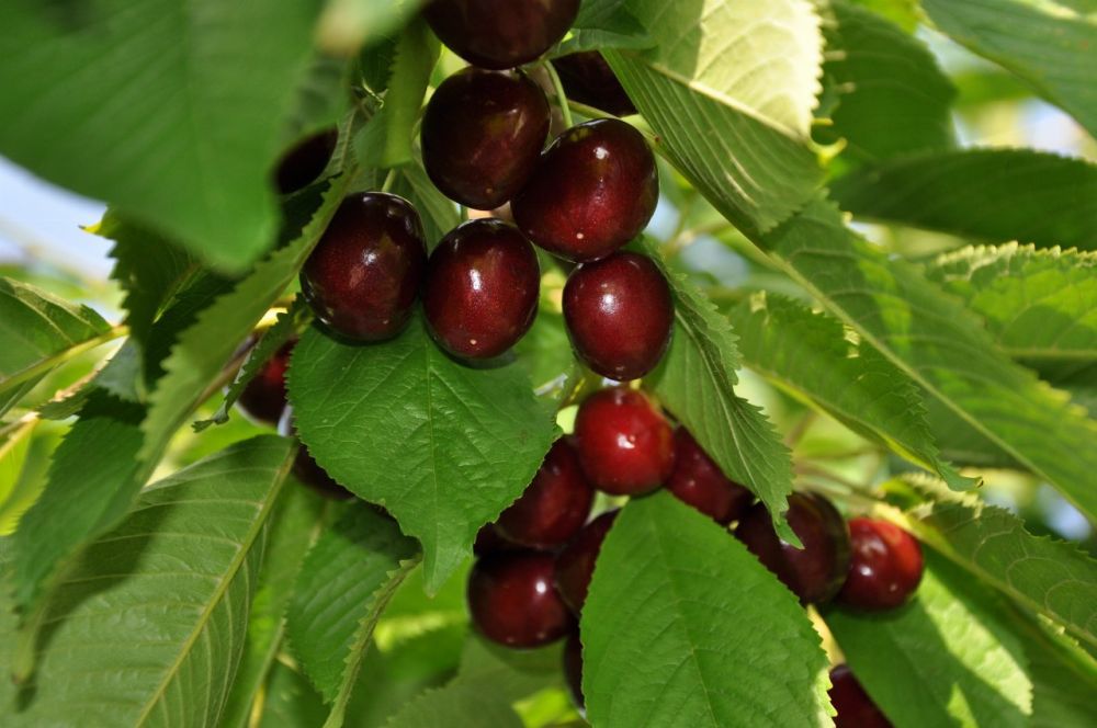 ����� ����. �������� ������������. ������������