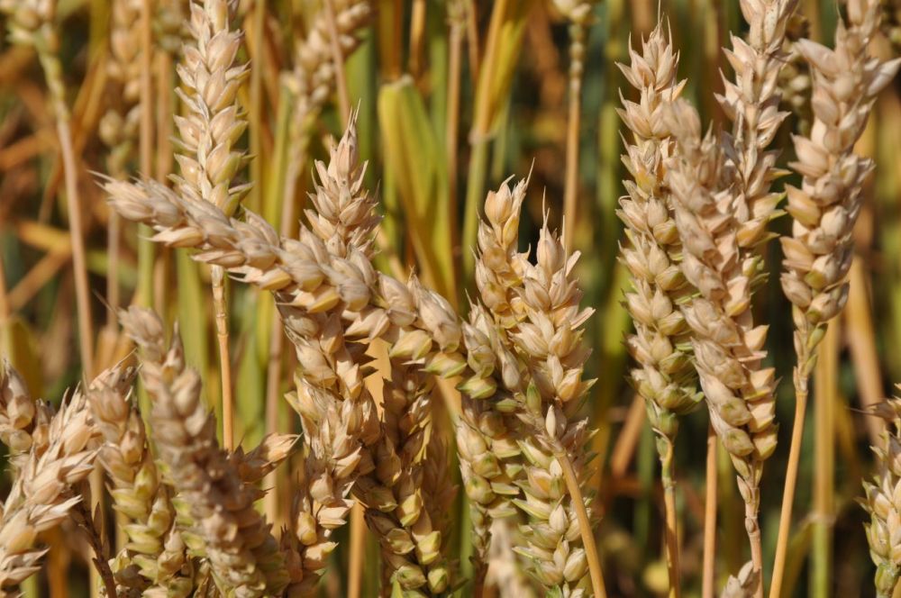 ����� ������������ ����������������� ��� � 2022 �. � ������