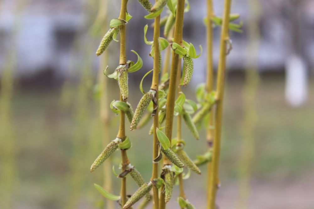 ������������� �������� ����� �������������� ��������� ����������� �������