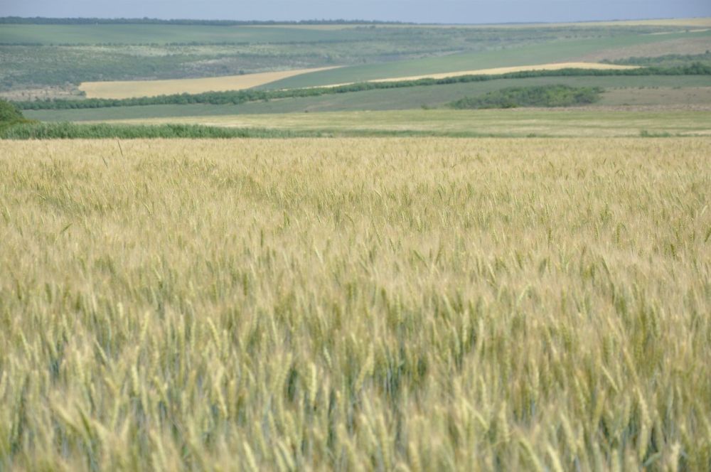 �������� ����������������� ���. ����������� � ������������ ������������� ������ �����������������