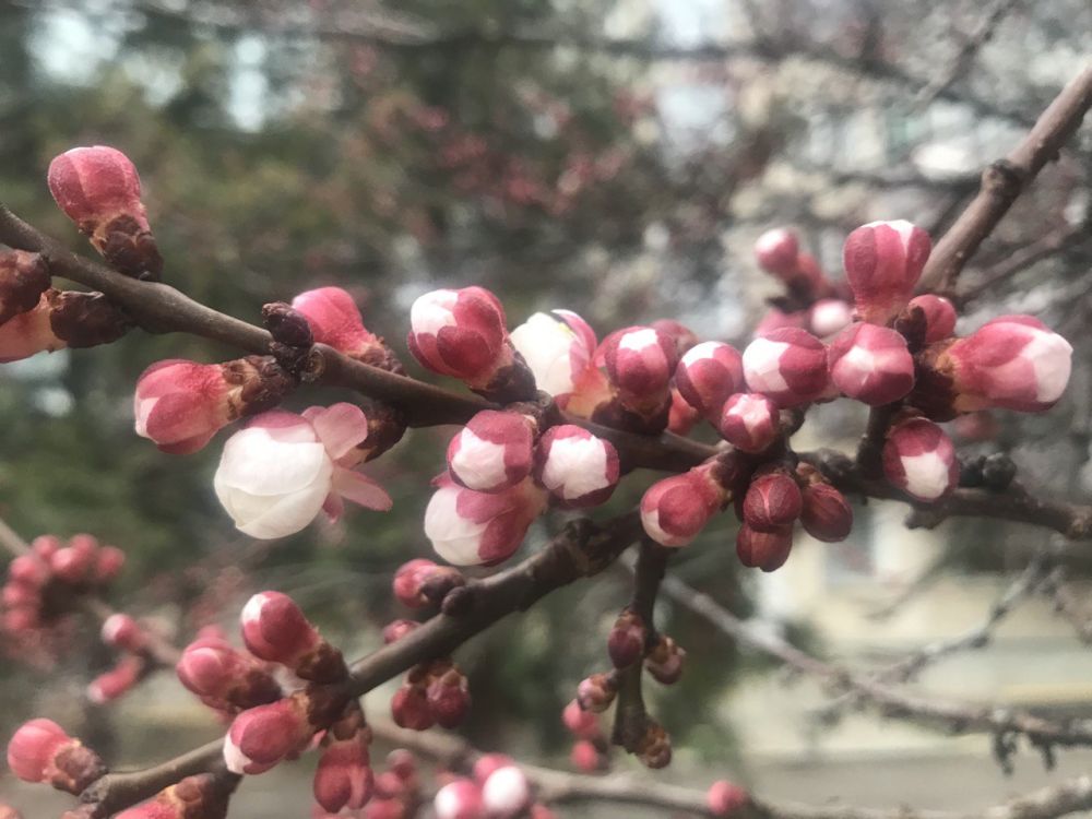 ������ ������ ���������� �� ����