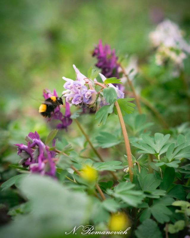 ����� � ���������� ����