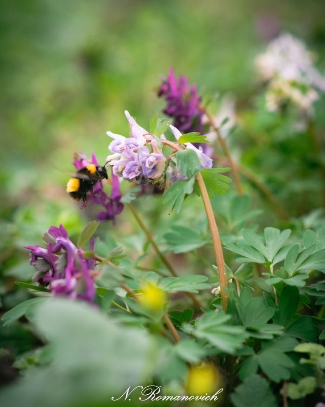 ������� �� ����������� ����