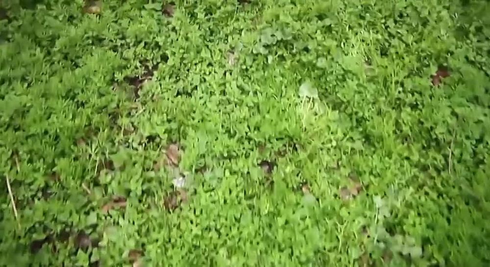 ����� ������� �������, ��� ������ ����� �� ��������� ����