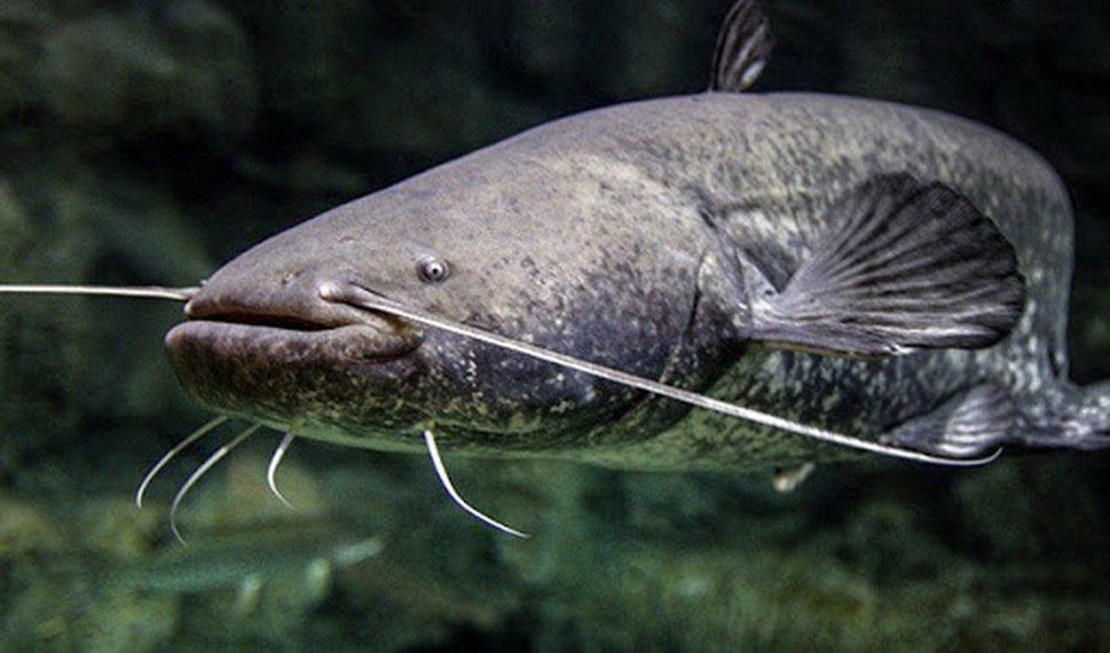 � ������������� ������ (������) ���� ������������ (�������������)