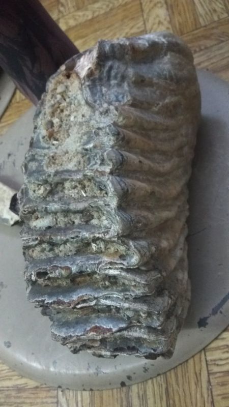 ���� ������� ����� �� ����� �������? �������� ��� ���������: