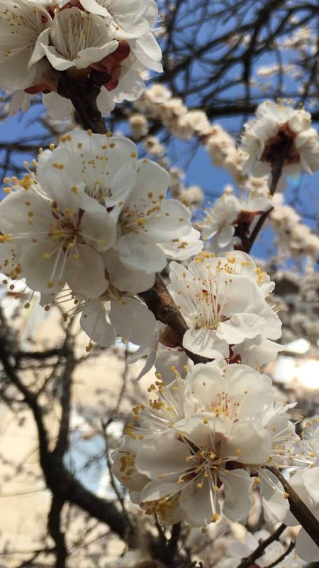 ��� ������ ����� ����� ����������: ����� ��� �����