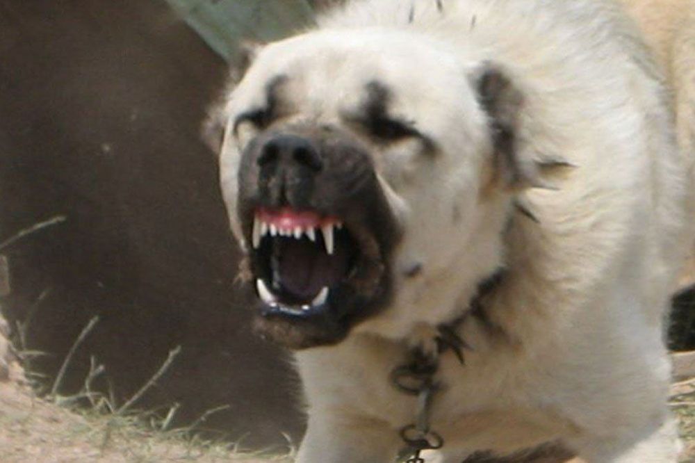 ������ ���� �� ��������� ������������ ��������