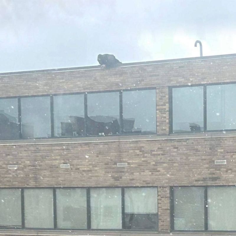 � ������� ������� ������ ��� ������� �� �������� �� ����� ������, �� �� ��� ��������� � �������� ����� ���� �� ������ �����