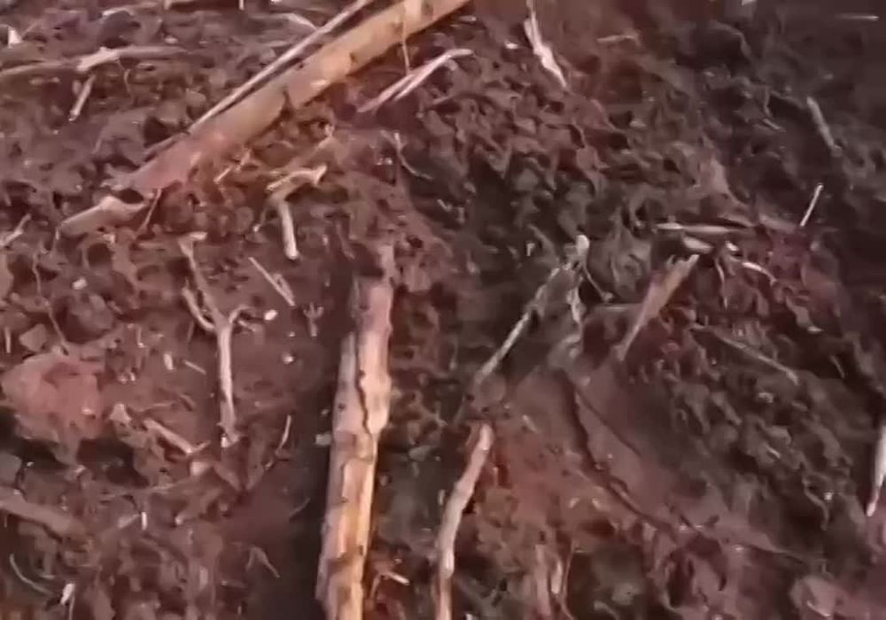 ������� ���� ����������� ����� ���������