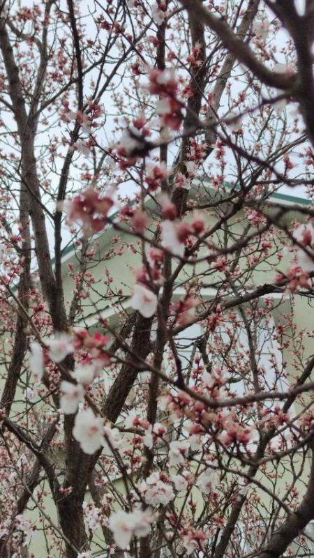 ����� ���� ���� ����������� ����