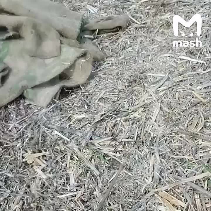 ���� ��������� ������ ���� � ������ ��������