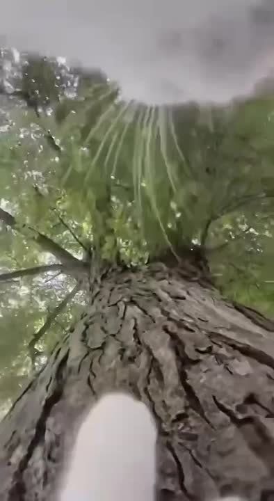 ������ �� �������: ������ �������� �� ������ ���� ������, ����� ���������� ��� �� ���������� ��� ����