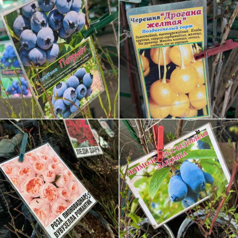 �������� "�������", ������� "������� �����" � ��������� ��������� "�������"