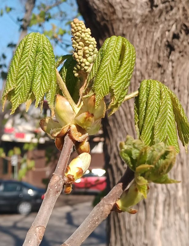 ������� �����. ������, ��������� �����. ������ +13