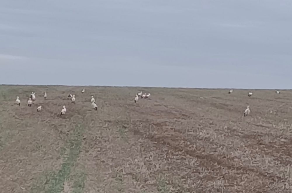 ������ �� �������, ������� ������ �� ������