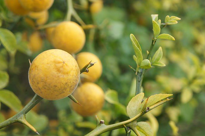 ��������������� ������������ ��� ����������, �� � ��������� ����, ��� ������ ��������