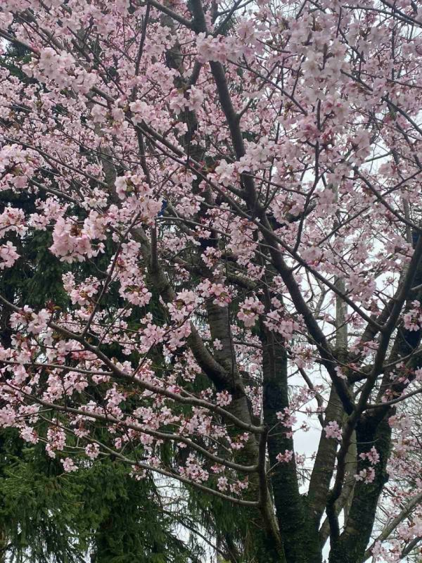 � ����������� �������� ������ ������