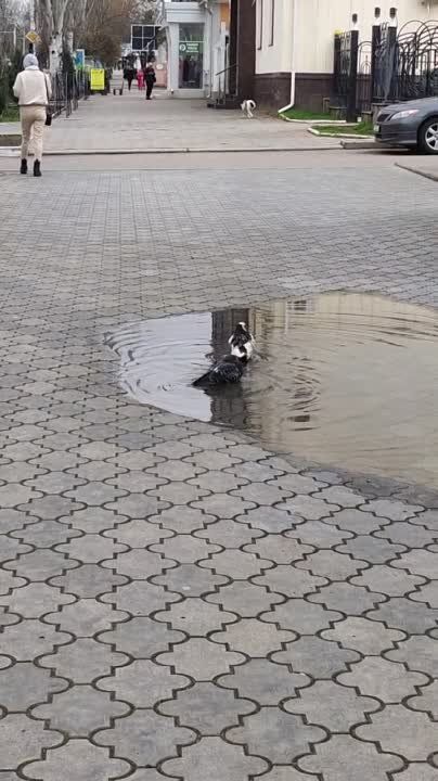 �������� "�����������" ������������� ������ ������ ������