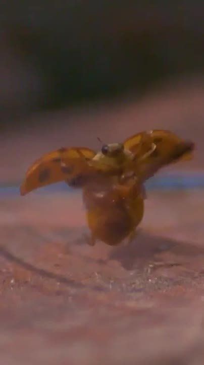 ����� ������� ��� �� ����!