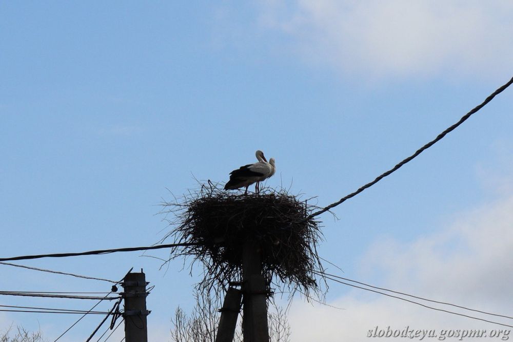 ����� ��� ������ ����. � ������ ���� ����� ����������� (������������� �����) �� ������ ���� ���� ������, ����� �����-������ �������� ����������������. ���������, ��� ����� ������������ �������, ������������ � ������������ ������� ����� �����