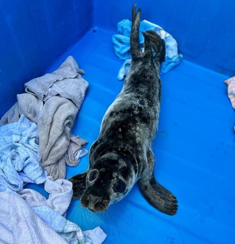 � ���������� ������ ����������� ������ ���������