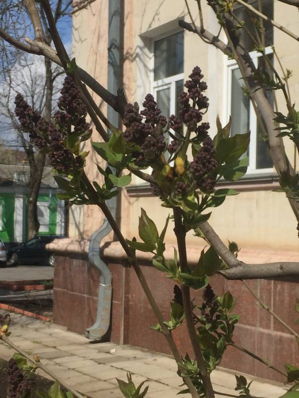 ���-��� ������������ ������