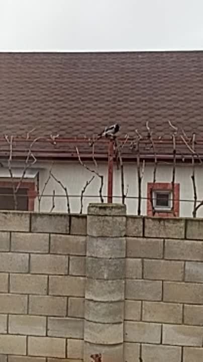 ������ ����������� ��������� �������� � ��������