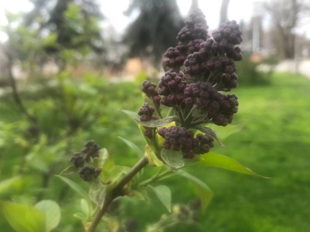 ������� - ������ �������: ���� ������ ������ � ���������� � �����