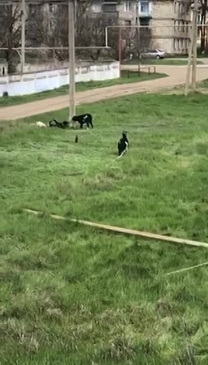 � ������������ ���� ����� �������� ����